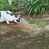 Photo de chat trouvé à Palaiseau