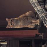 Photo de chat perdu à Saint Jean Pla De Corts