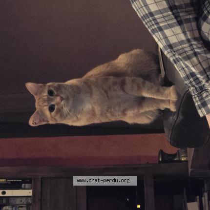 Photo 1/1 Garfield Chat perdu à Saint jean pla de corts