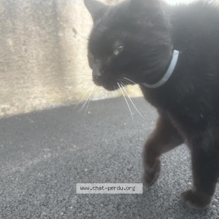 Photo 1/1 Chat trouvé Trouvé à Kilstett