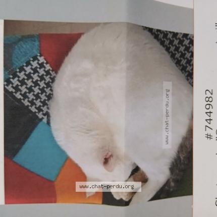 Photo 1/1 Snow surnom mimi Chat perdu à Iffendic