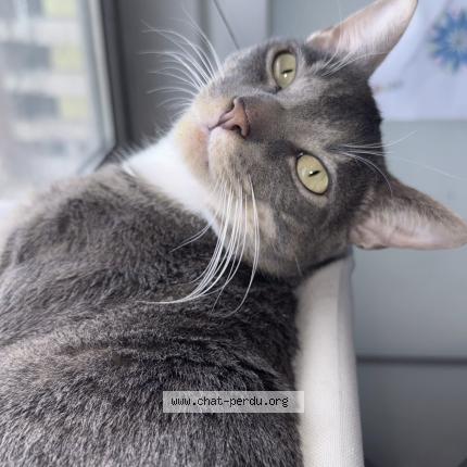 Photo 1/1 Sterling Chat perdu à Aubervilliers