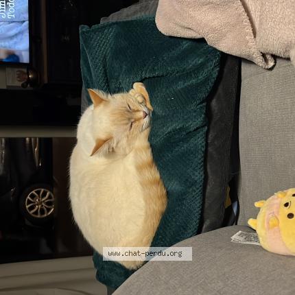 Photo 1/1 Chipie Chat perdu à Merignac