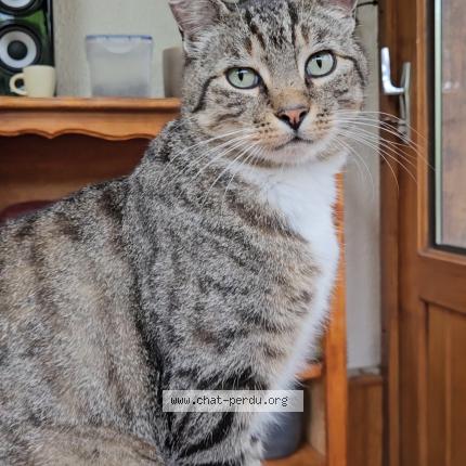 Photo 1/1 SPIDY Chat perdu à Verson