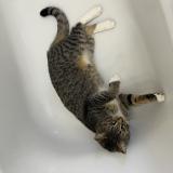 Photo de chat perdu à Montreuil