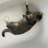 Photo de chat perdu à Montreuil