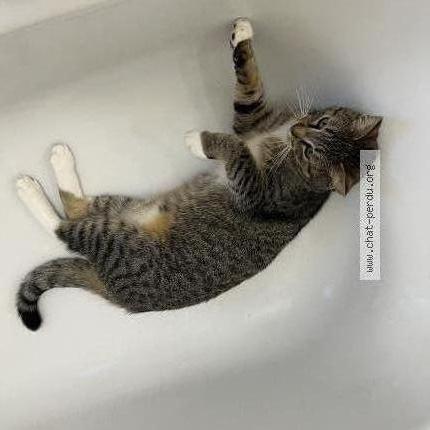 Photo 1/2 pedro Chat perdu à Montreuil