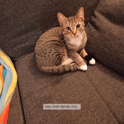 Photo 2/2 pedro Chat perdu à Montreuil