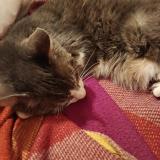 Photo de chat perdu à Nimes