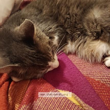 Photo 1/1 Réglisse Chat perdu à Nimes