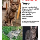 Photo de chat perdu à Halluin