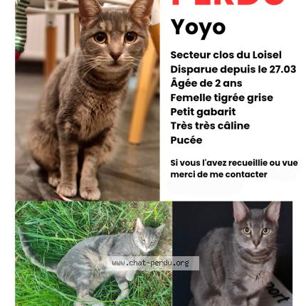 Photo 1/1 Yoyo Chat perdu à Halluin