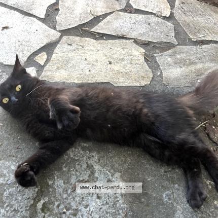 Photo 1/1 Aomine Chat perdu à Tampon