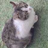 Photo de chat trouvé à Boisredon