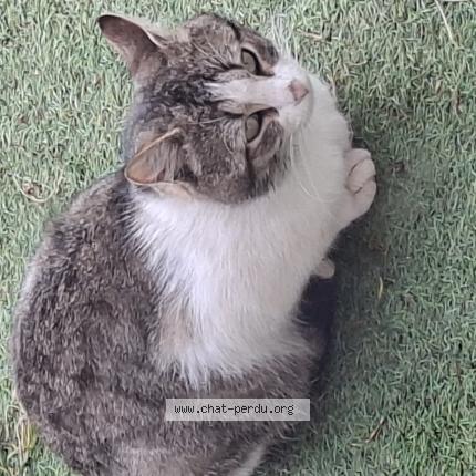 Photo 1/1 Chat trouvé Trouvé à Boisredon
