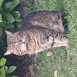 Photo de chat trouvé à Voglans