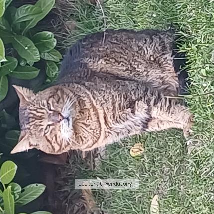 Photo 1/1 Chat trouvé Trouvé à Voglans