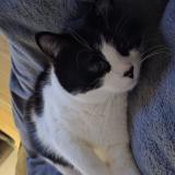 Photo de chat perdu à Navenne