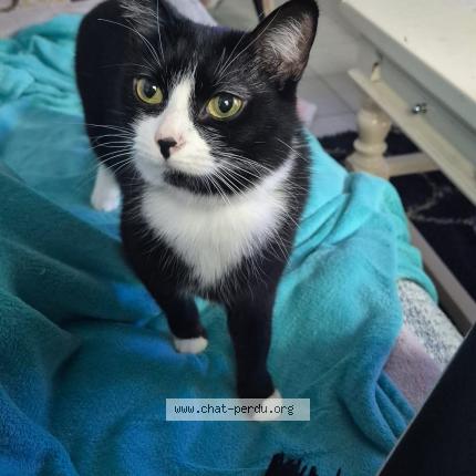 Photo 1/1 Ilo Chat perdu à Saint andre de cubzac