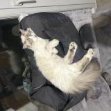 Photo de chat perdu à Toulouse