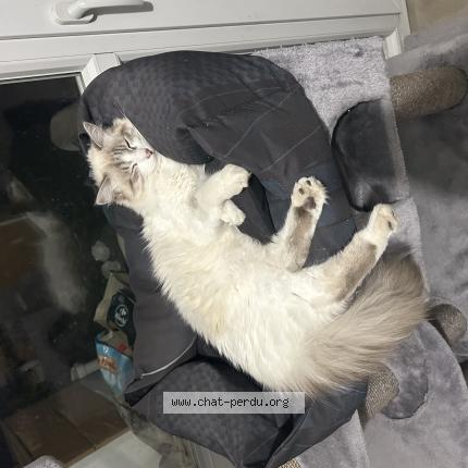 Photo 1/1 Ahsoka Chat perdu à Toulouse