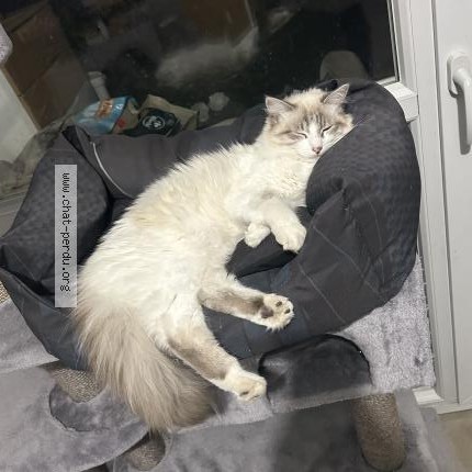 Photo 1/1 Ahsoka Chat perdu à Toulouse