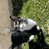 Photo de chat perdu à Martigues