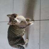 Photo de chat trouvé à Montpellier