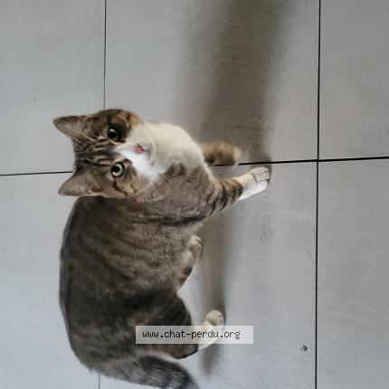 Photo 1/1 Chat trouvé Trouvé à Montpellier