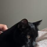 Photo de chat perdu à Angers