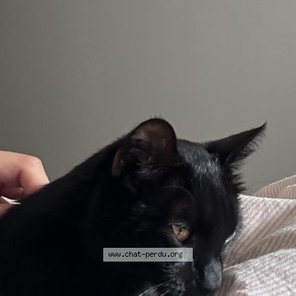 Photo 1/1 Moon Chat perdu à Angers