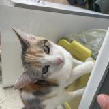 Photo de chat trouvé à Sainte Livrade Sur Lot