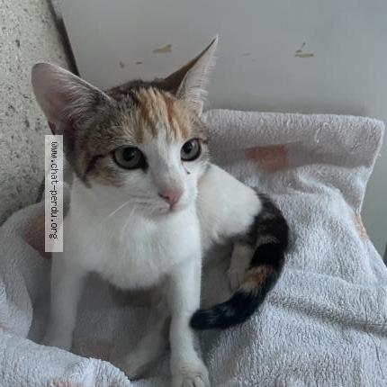 Photo 1/1 Chat trouvé Trouvé à Sainte livrade sur lot