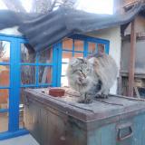 Photo de chat trouvé à Dabisse