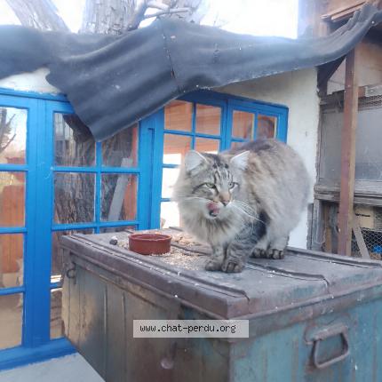 Photo 1/1 Chat trouvé Trouvé à Dabisse