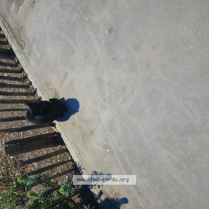 Photo 1/1 Chat trouvé Trouvé à Boulogne billancourt