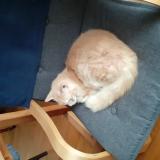 Photo de chat perdu à Morlaix