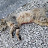 Photo de chat trouvé à Migennes