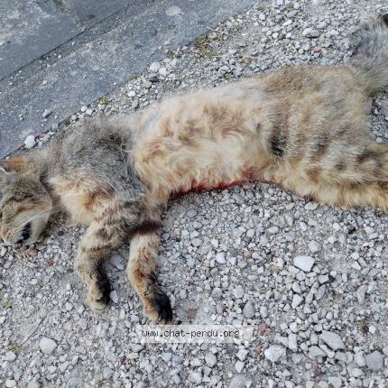 Photo 1/1 Chat trouvé Trouvé à Migennes