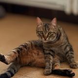 Photo de chat perdu à Prades