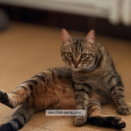 Photo 1/1 Naya Chat perdu à Prades