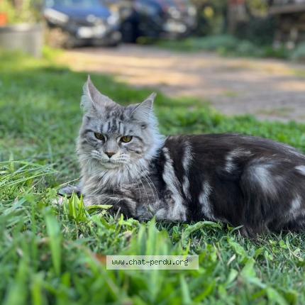 Photo 1/1 Vodelune Chat perdu à Ecully