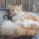 Photo de chat trouvé à Frepillon