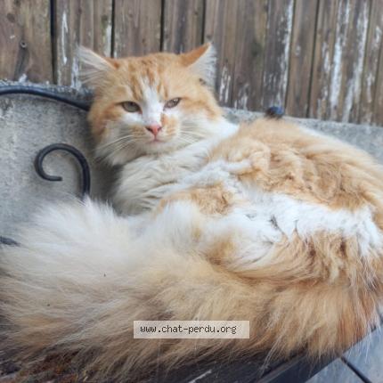 Photo 1/1 Chat trouvé Trouvé à Frepillon