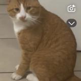 Photo de chat perdu à Olivet