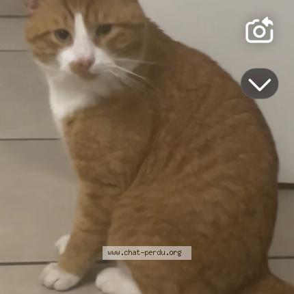 Photo 1/1 NAOUR Chat perdu à Olivet