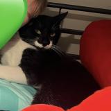 Photo de chat perdu à Hyeres