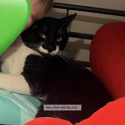 Photo 1/1 Creeper Chat perdu à Hyeres