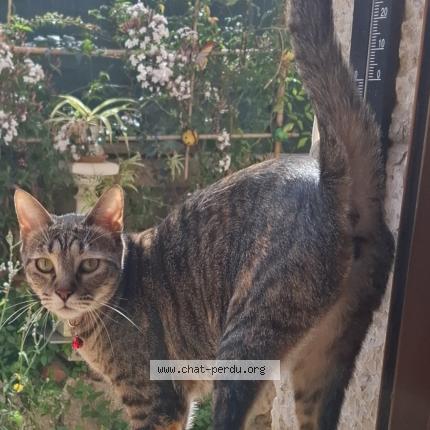 Photo 5/5 MYRIAM AROUA Chat perdu à Nice