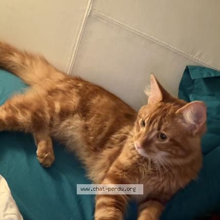 Photo 1/2 Chat trouvé Trouvé à Merignac